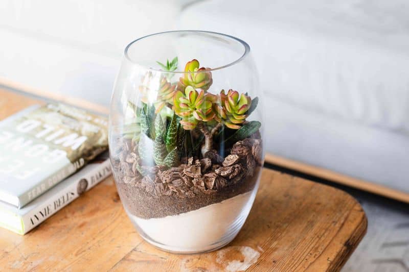 Mini Terrarium