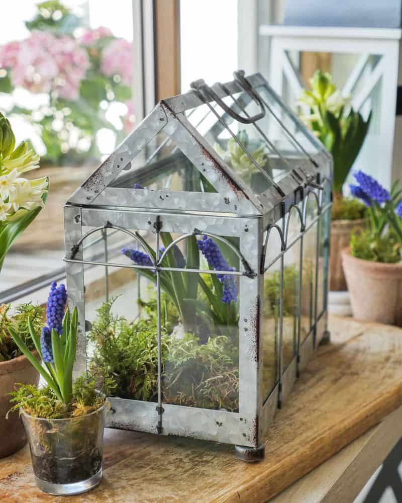 Vintage Glass Terrariums