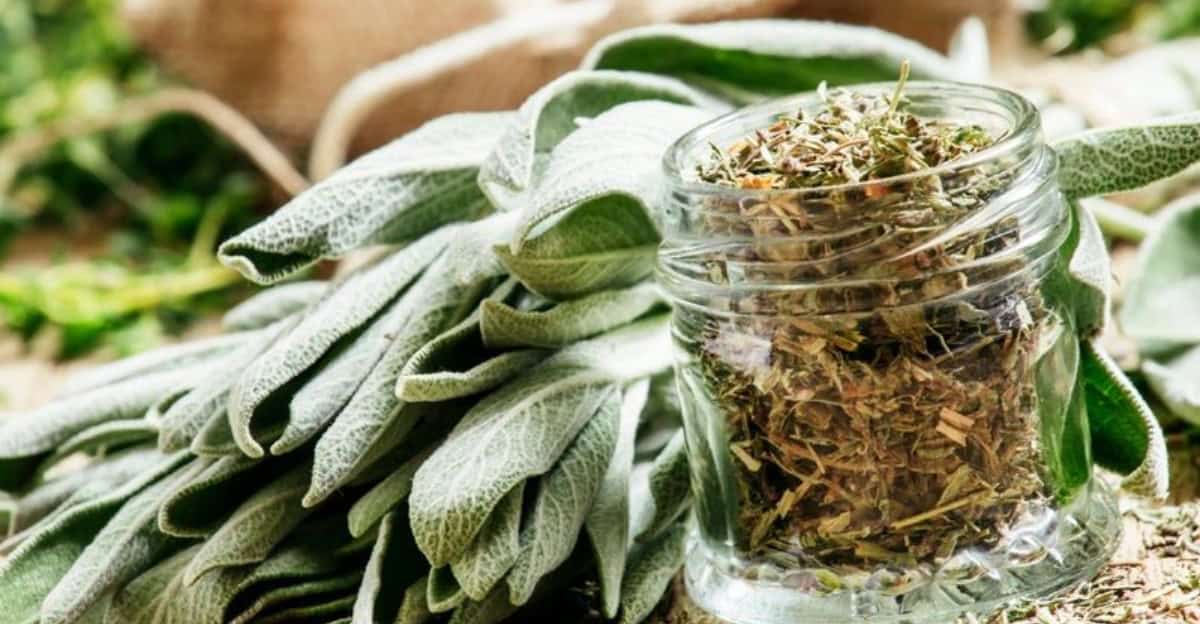 growing-sage