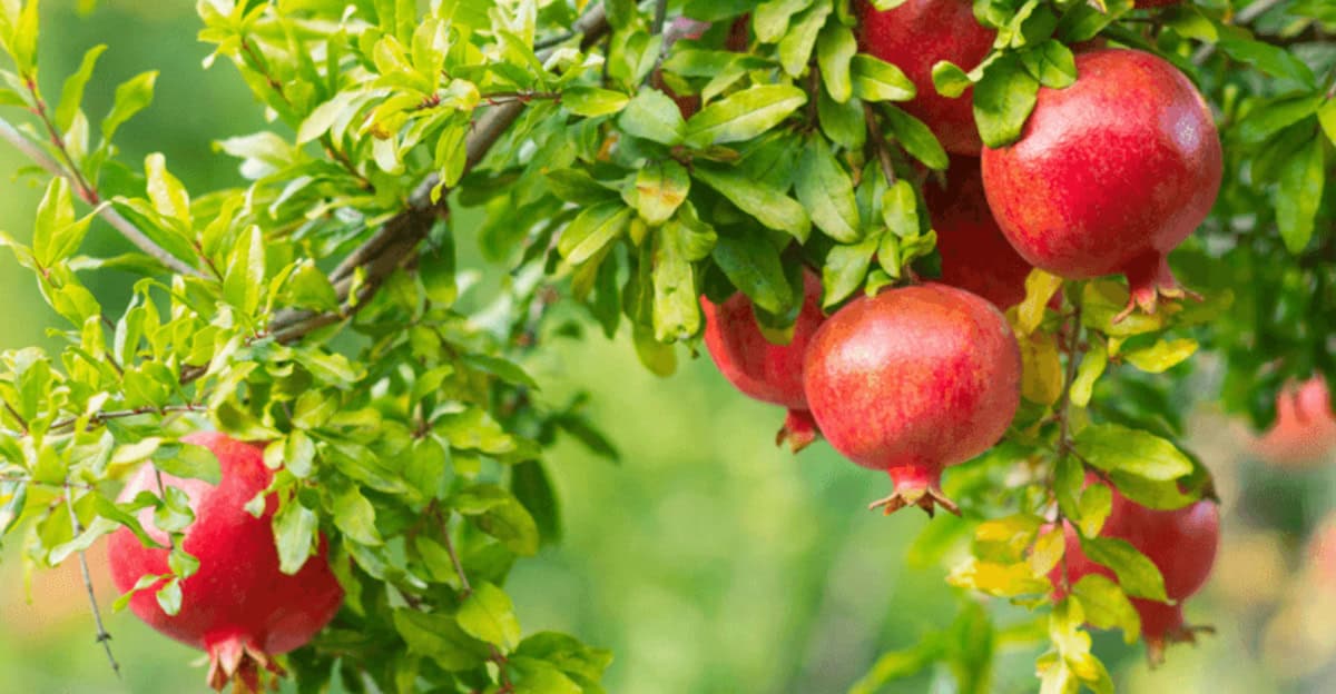 exotic-fruits-grow-home