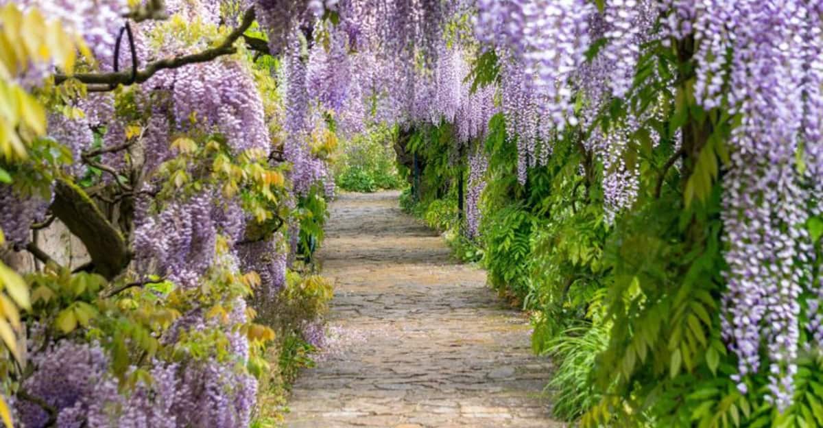 plants-english-garden
