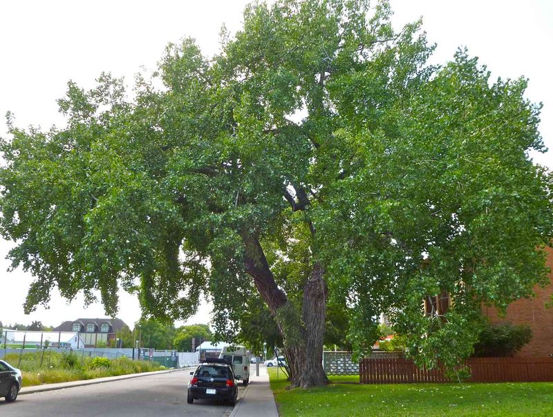 Hybrid Poplar