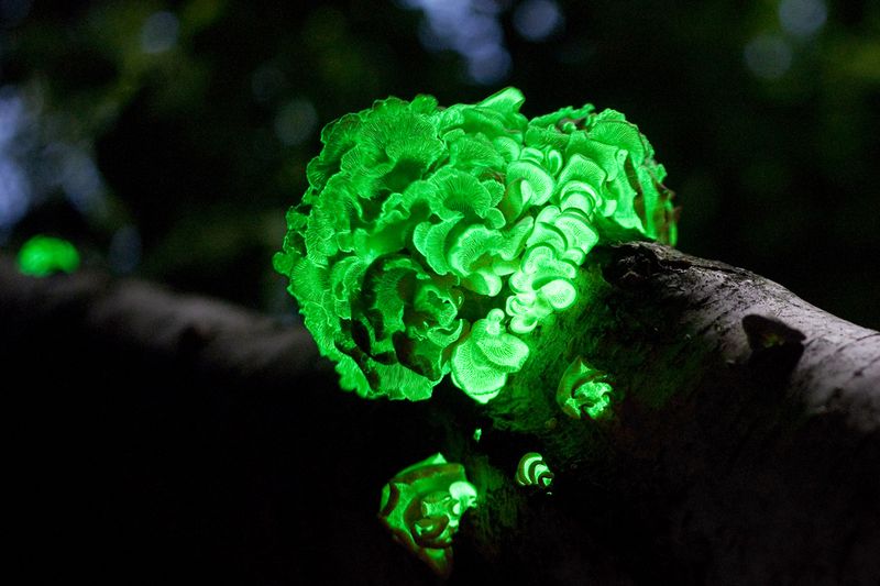 Foxfire Fungi