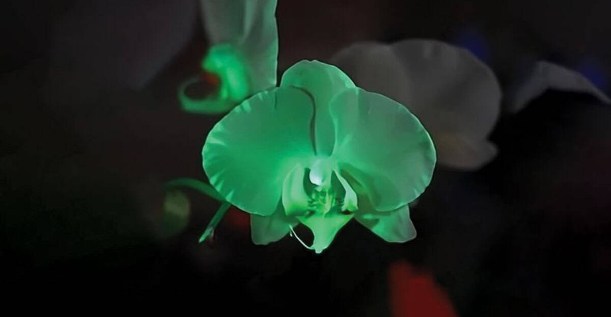 glowing-plants