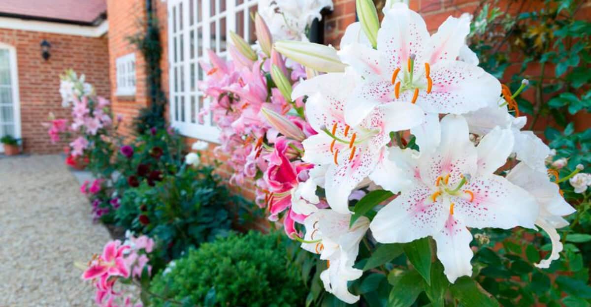 growing-lilies