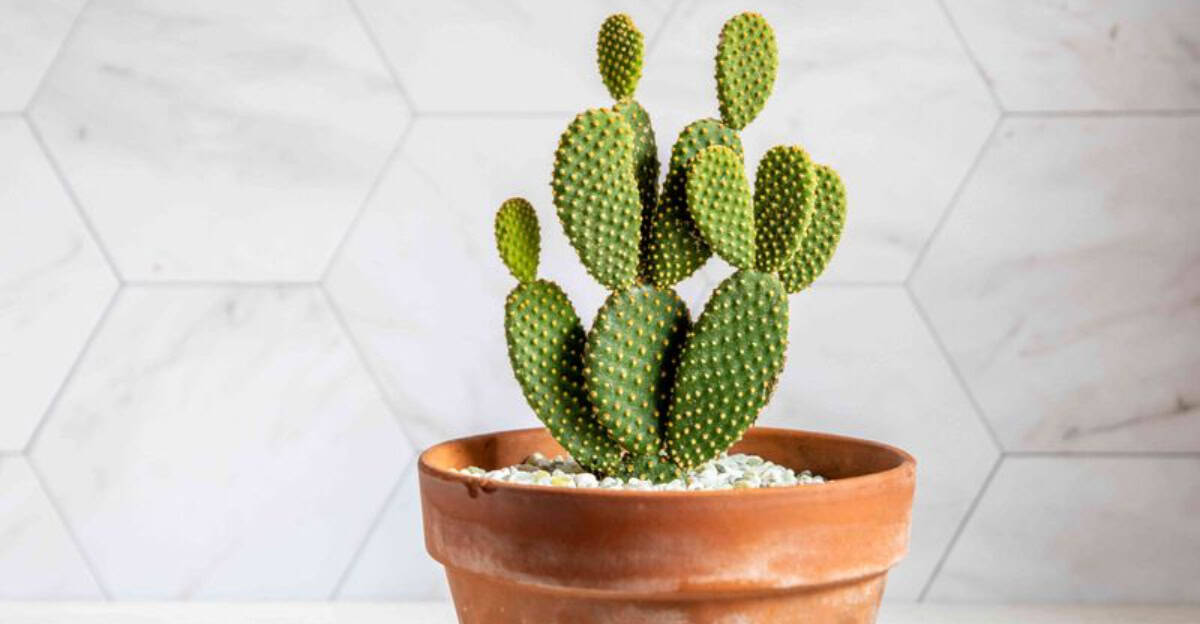 10 Easy-to-Care-For Cacti That Are Perfect for Beginners