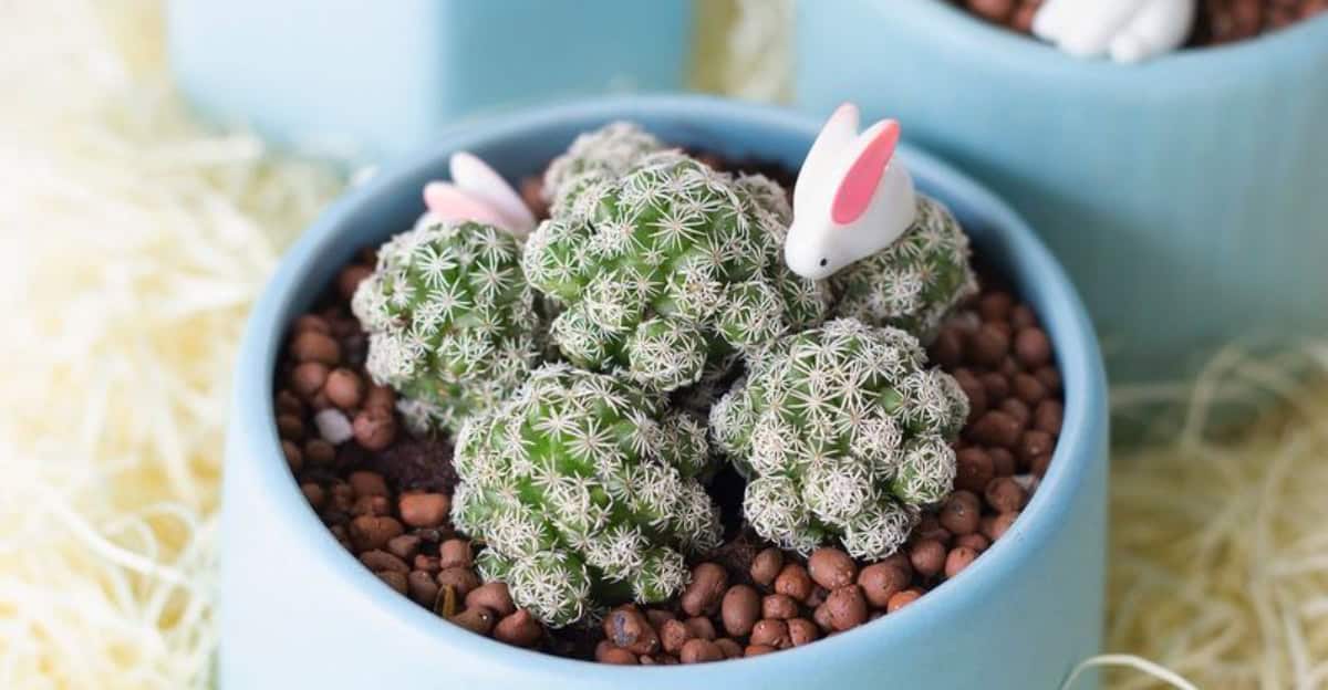 miniature-cacti-decor