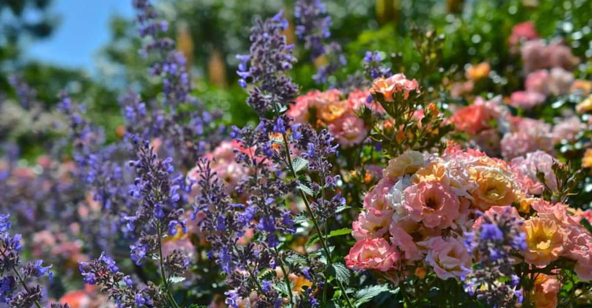 rose-companion-planting
