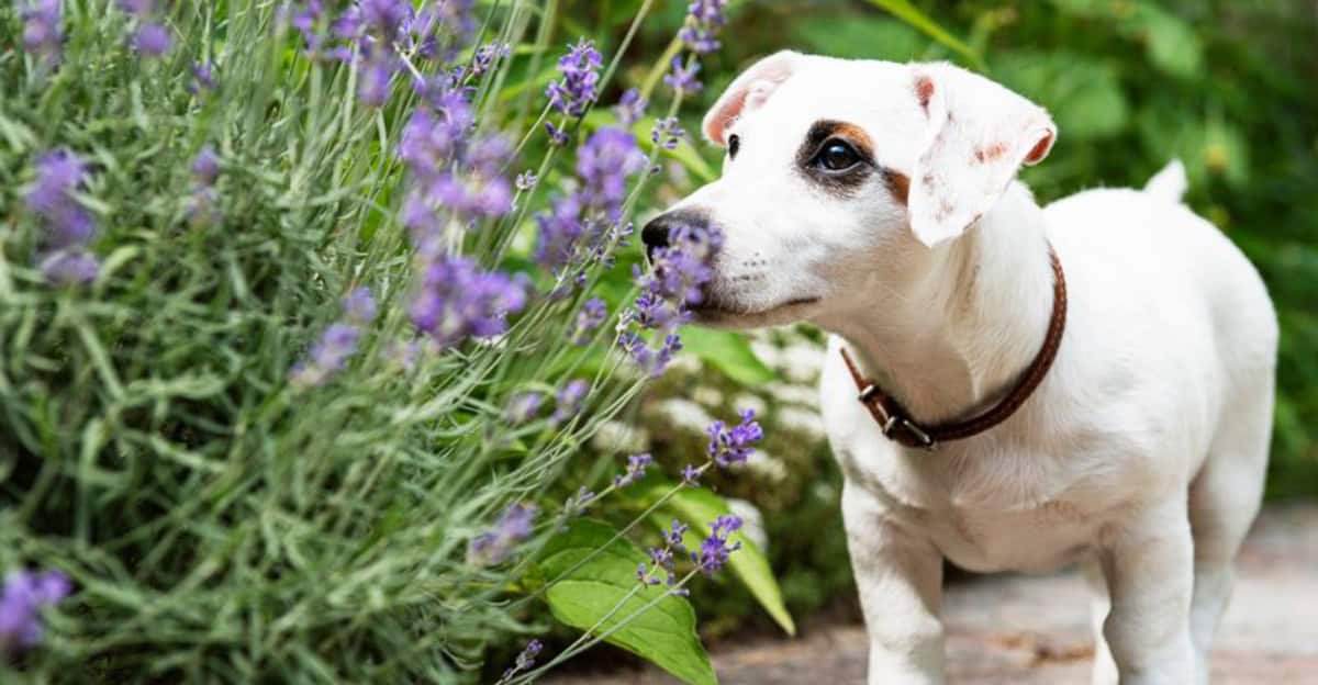 10 Quick Tips For Creating A Dog-Friendly Garden