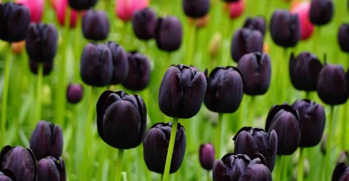 black-tulips