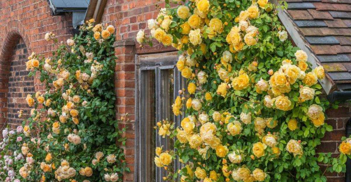 climbing-roses
