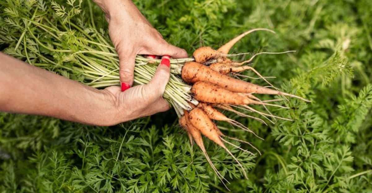 grow-carrots