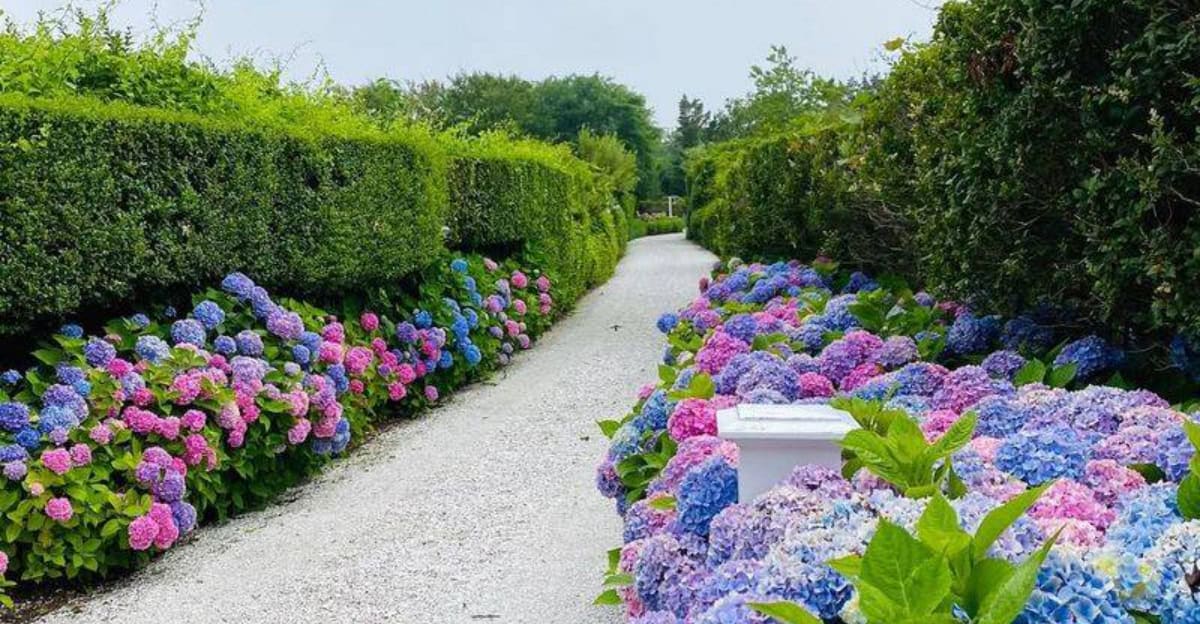 growing-hydrangeas