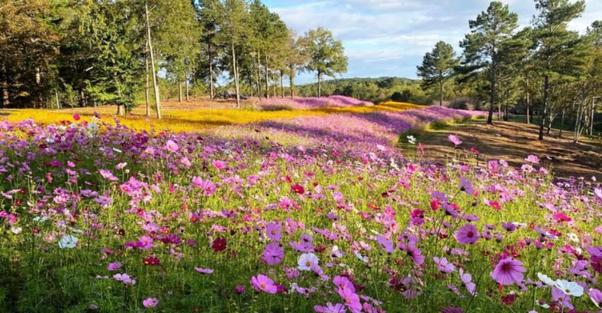 growing-wildflower-meadow