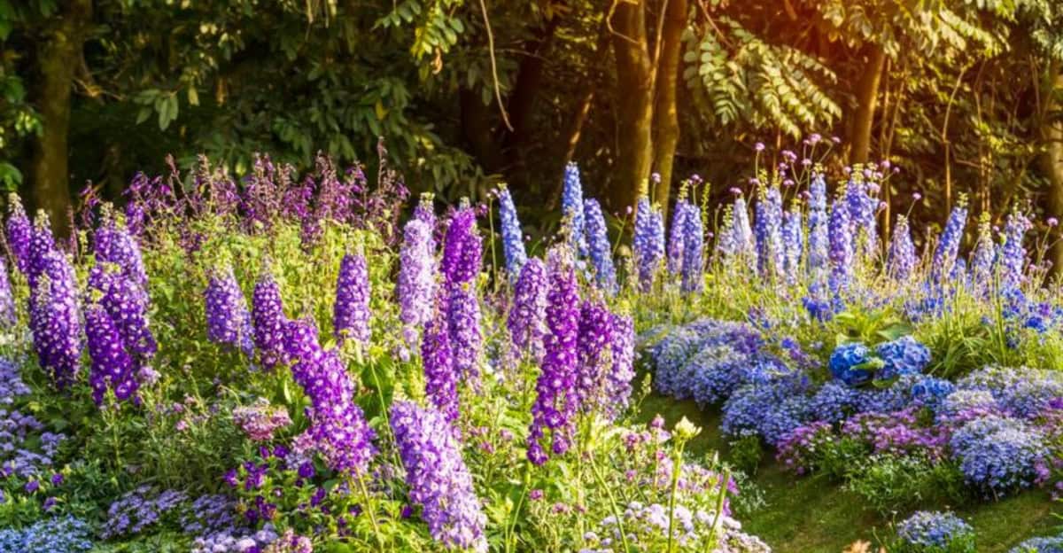 10 Tips for Growing Delphiniums to Create a Stunning Flower Display