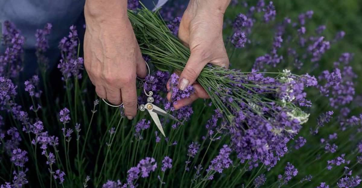growing-lavender