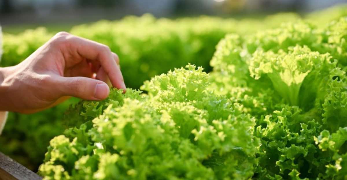 growing-lettuce