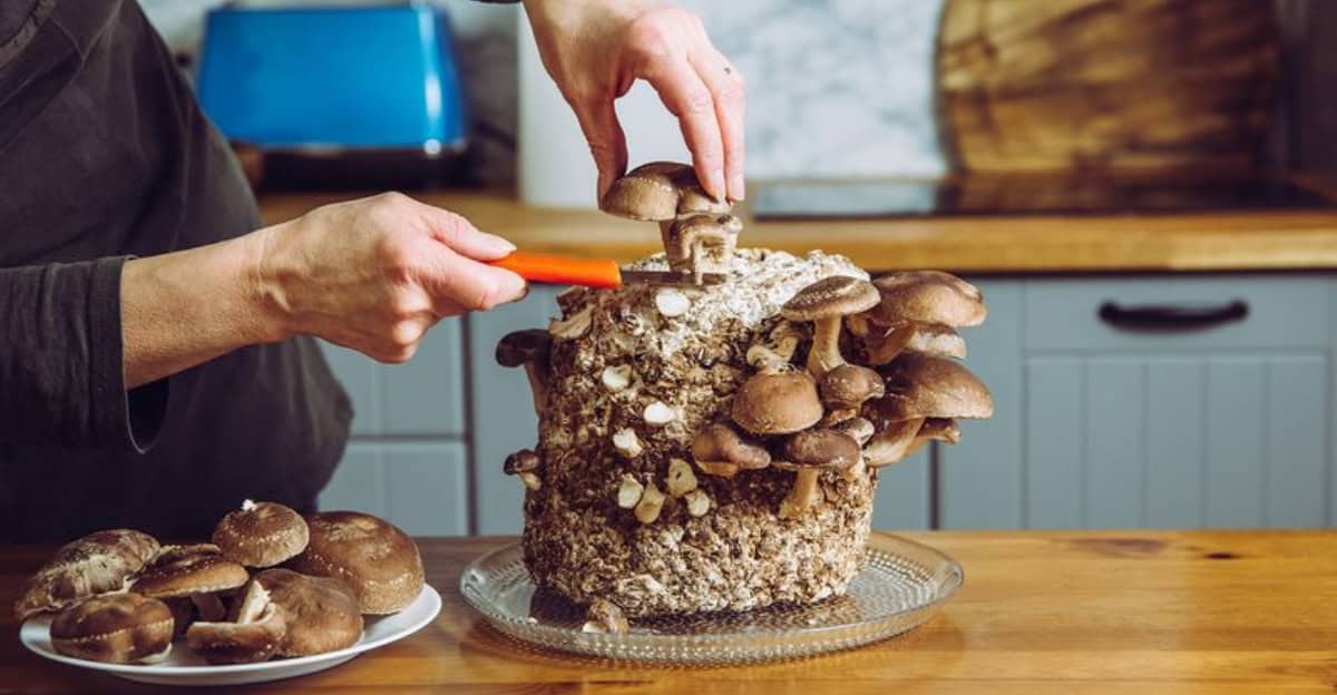 10 Must-Know Tricks to Successfully Grow Mushrooms at Home