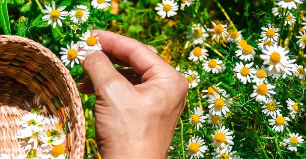 grow-chamomile