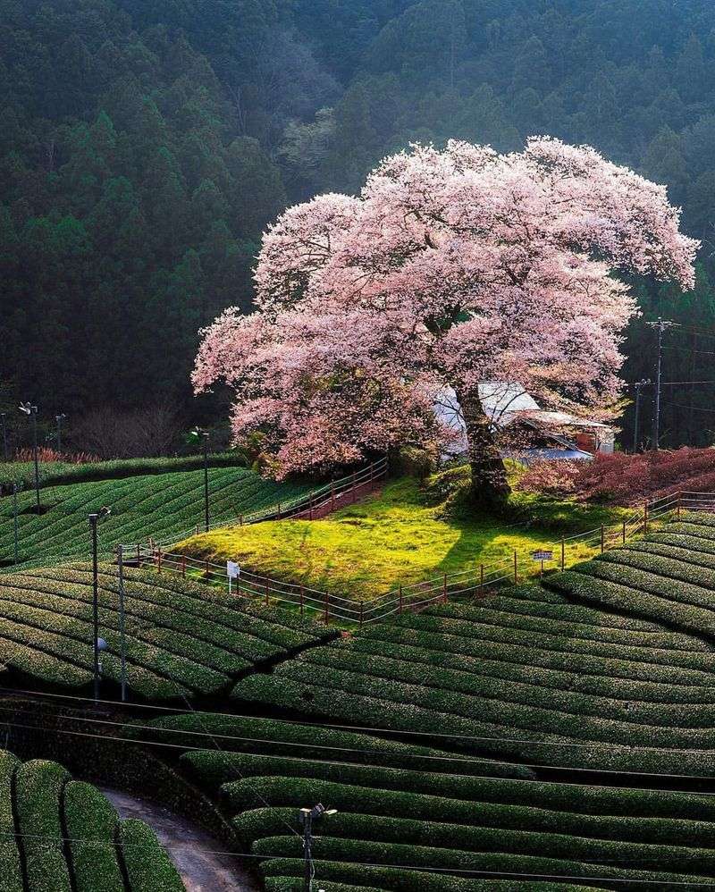 Ideal Planting Location