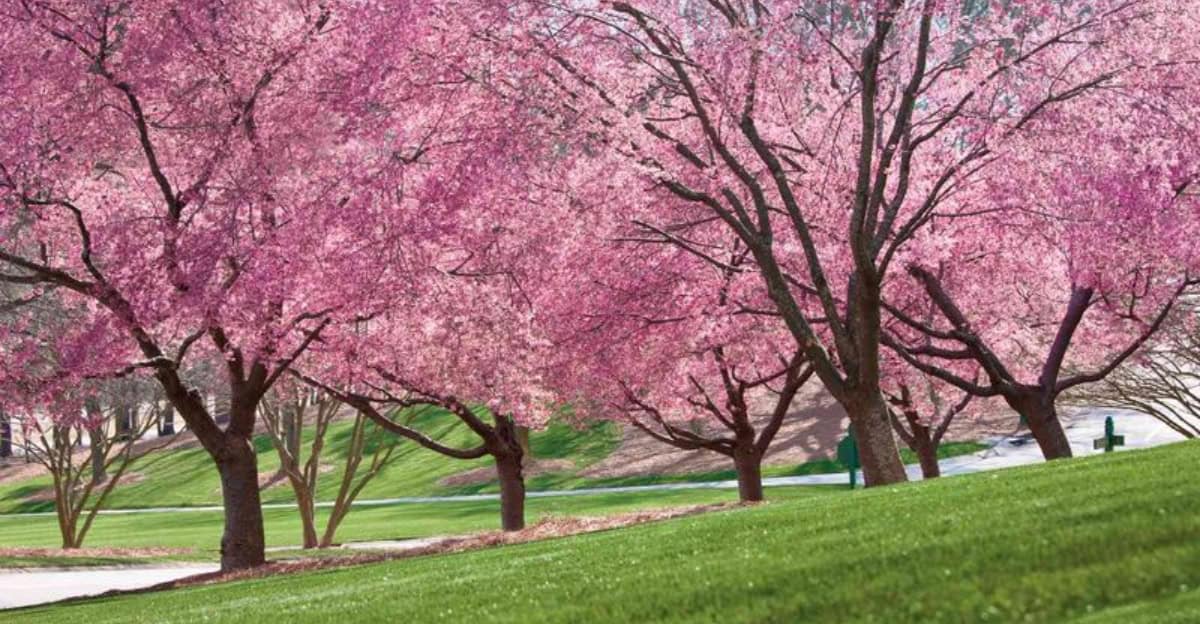 growing-cherry-blossoms