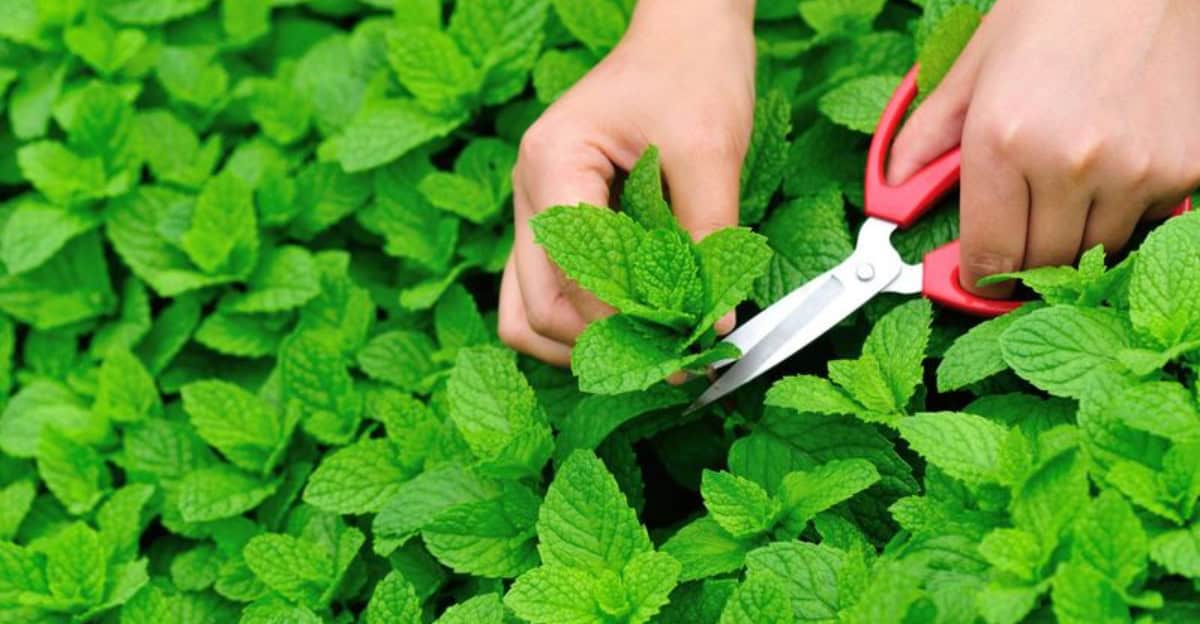 growing-mint
