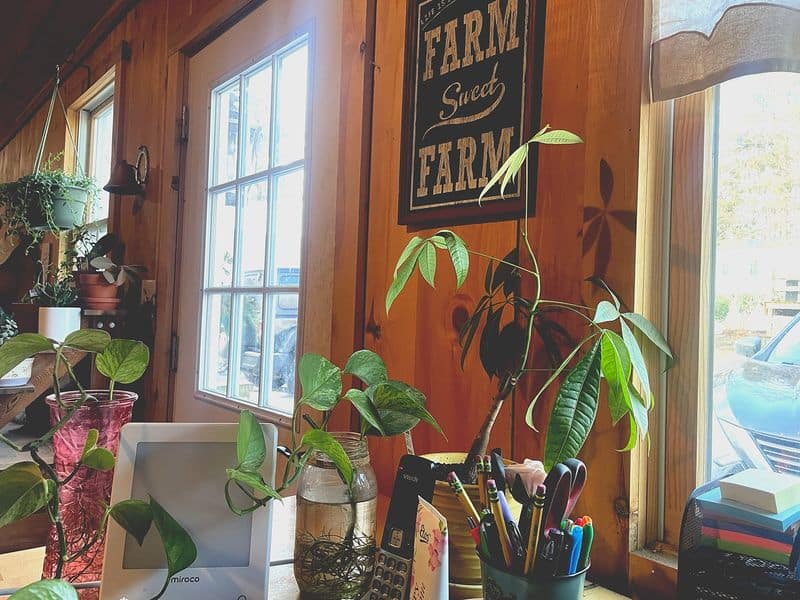 4. Indoor Plants