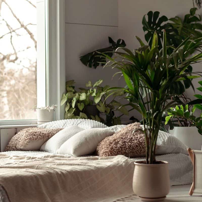 Potted Plants