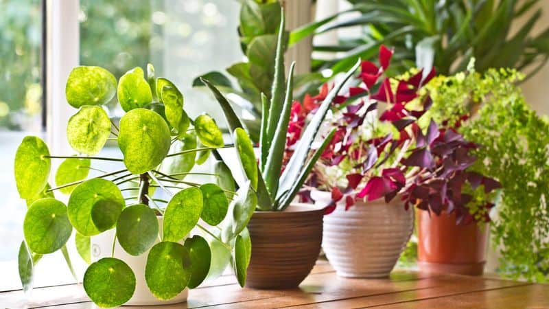 Green Indoor Plants