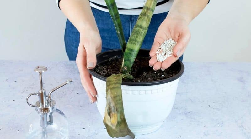 Fertilize Appropriately