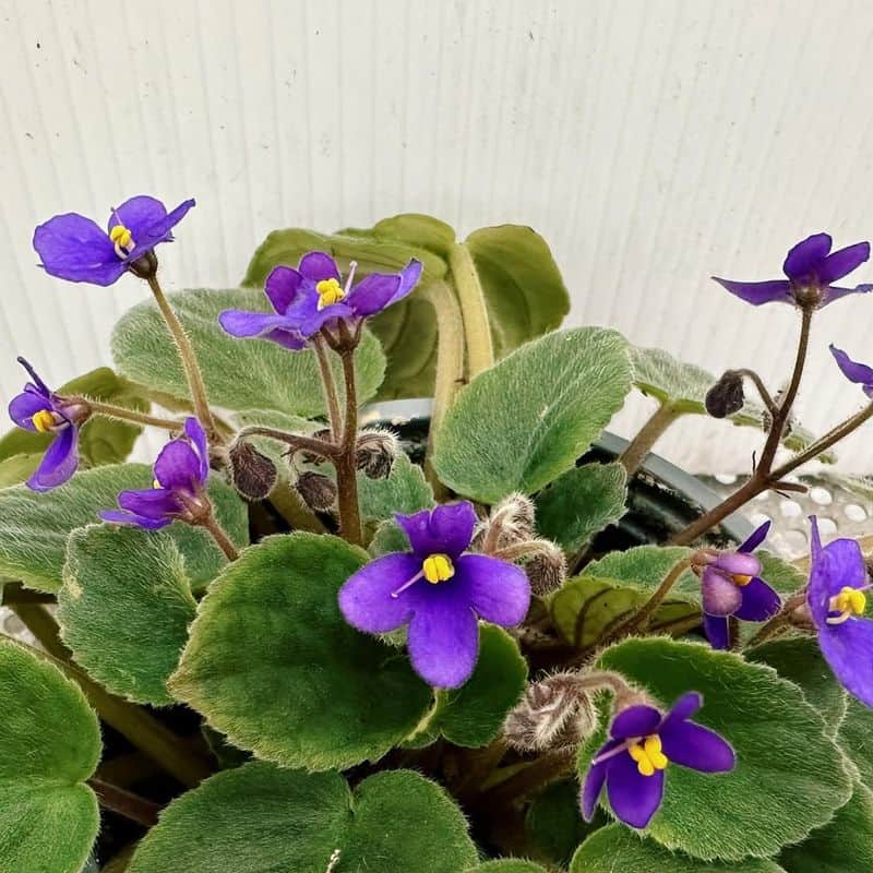 African Violet (Saintpaulia ionantha)