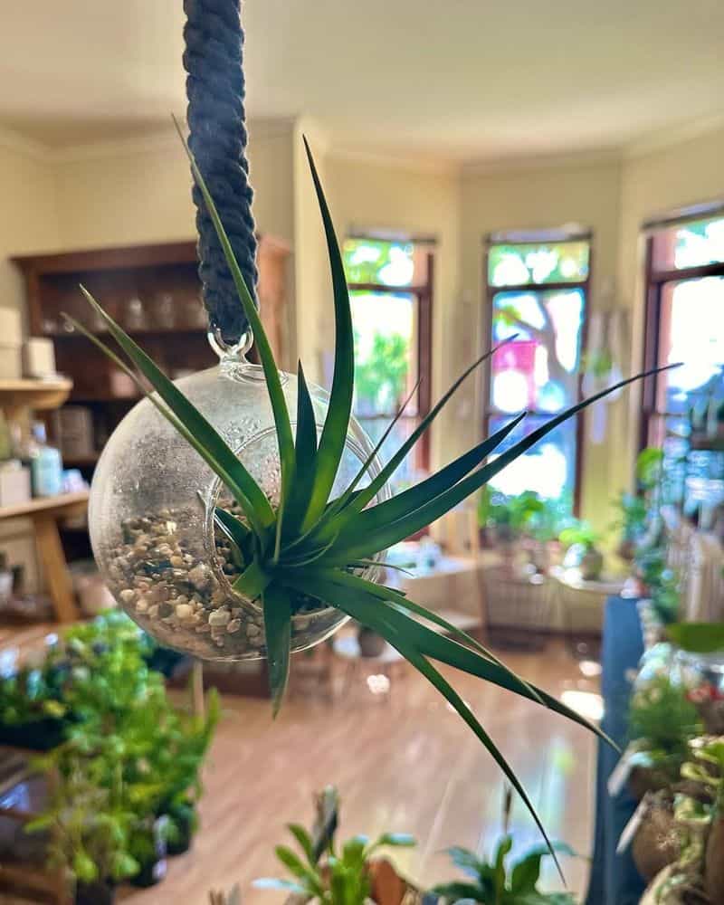 Air Plants (Tillandsia)