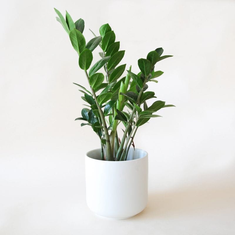Natural Humidifier