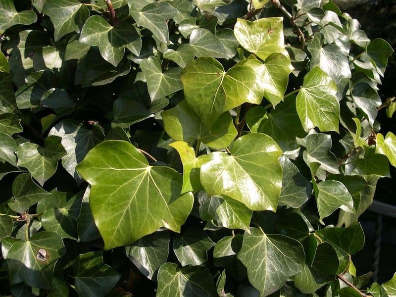 English Ivy