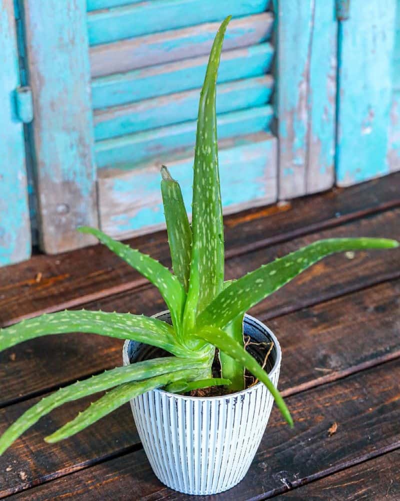 Aloe Vera (Aloe barbadensis miller)