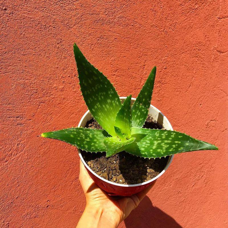 Aloe Vera (Aloe barbadensis)