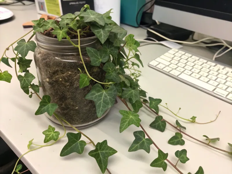 English Ivy