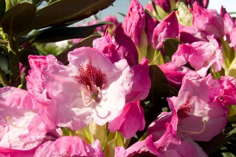 Radiant Rhododendron