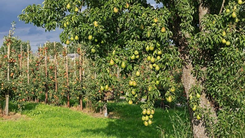 Pear Tree