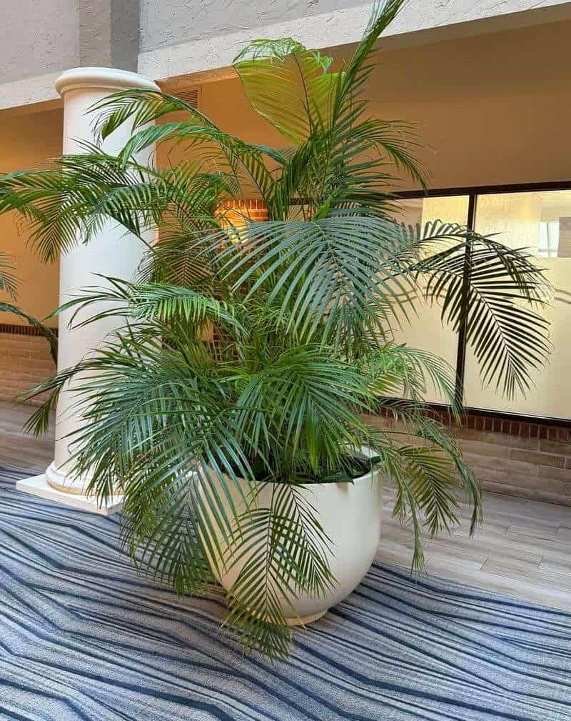 Areca Palm (Dypsis lutescens)