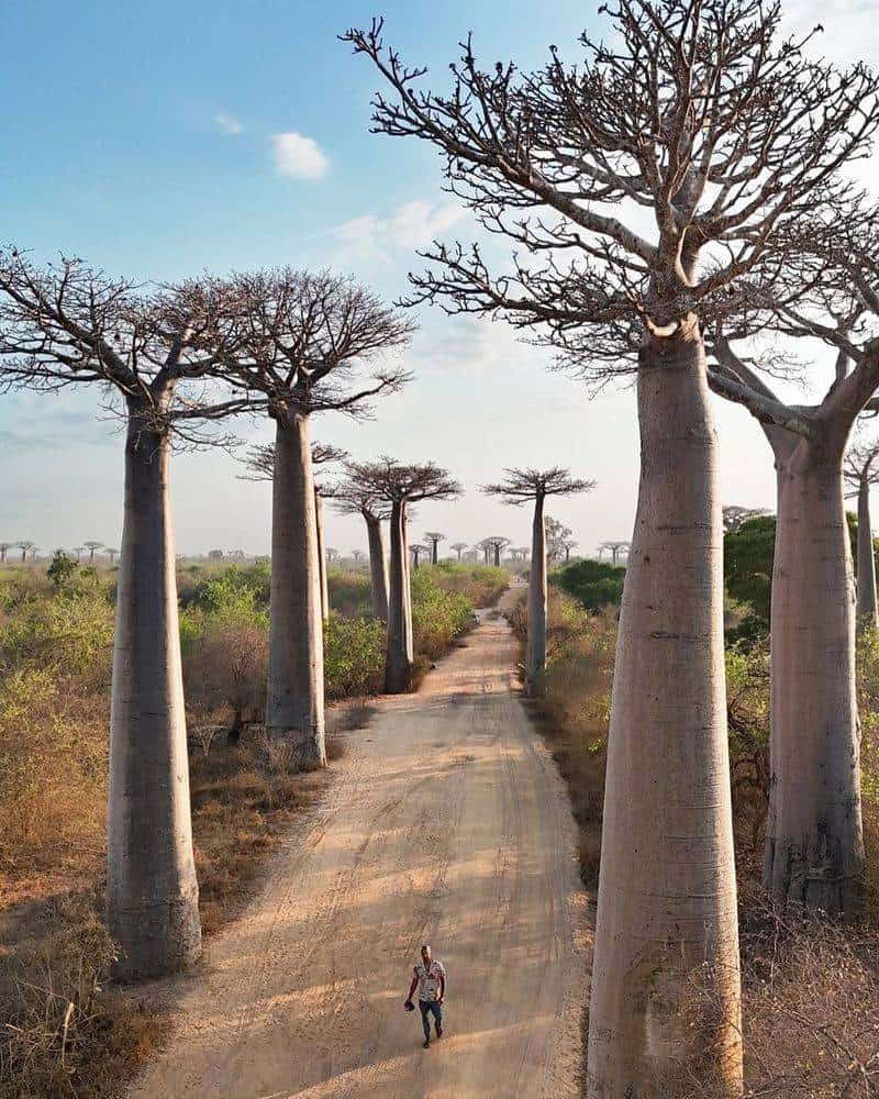 Avenue of the Baobabs, Madagascar