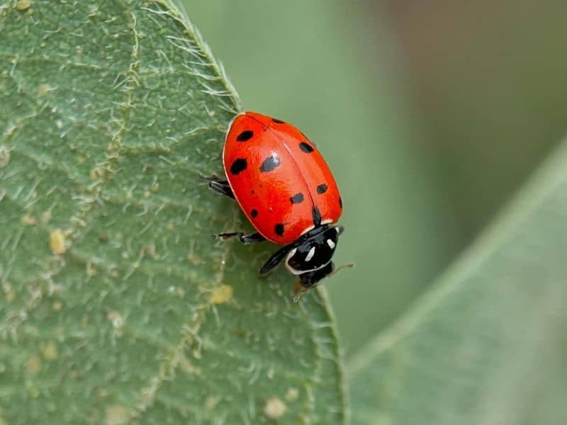 Avoid Pesticides and Chemicals