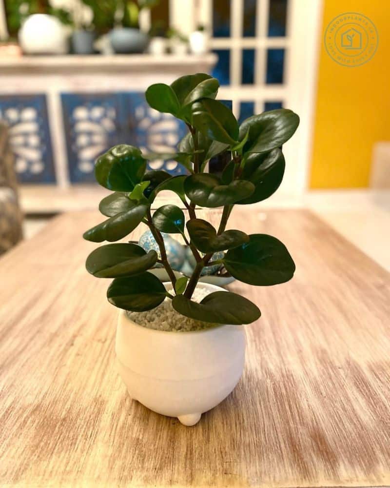 Baby Rubber Plant (Peperomia obtusifolia)