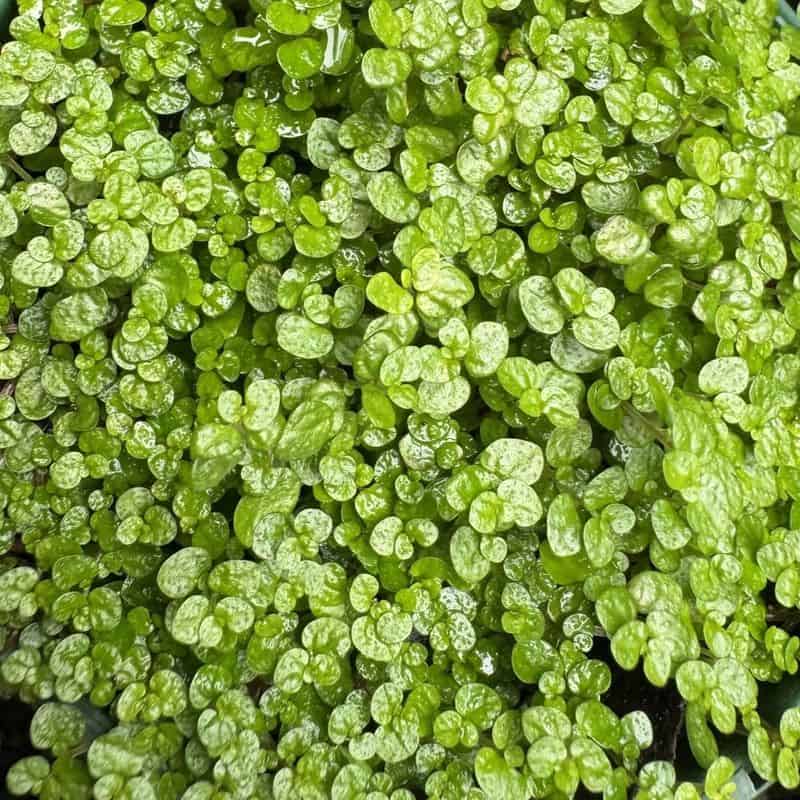 Baby’s Tears (Soleirolia soleirolii)