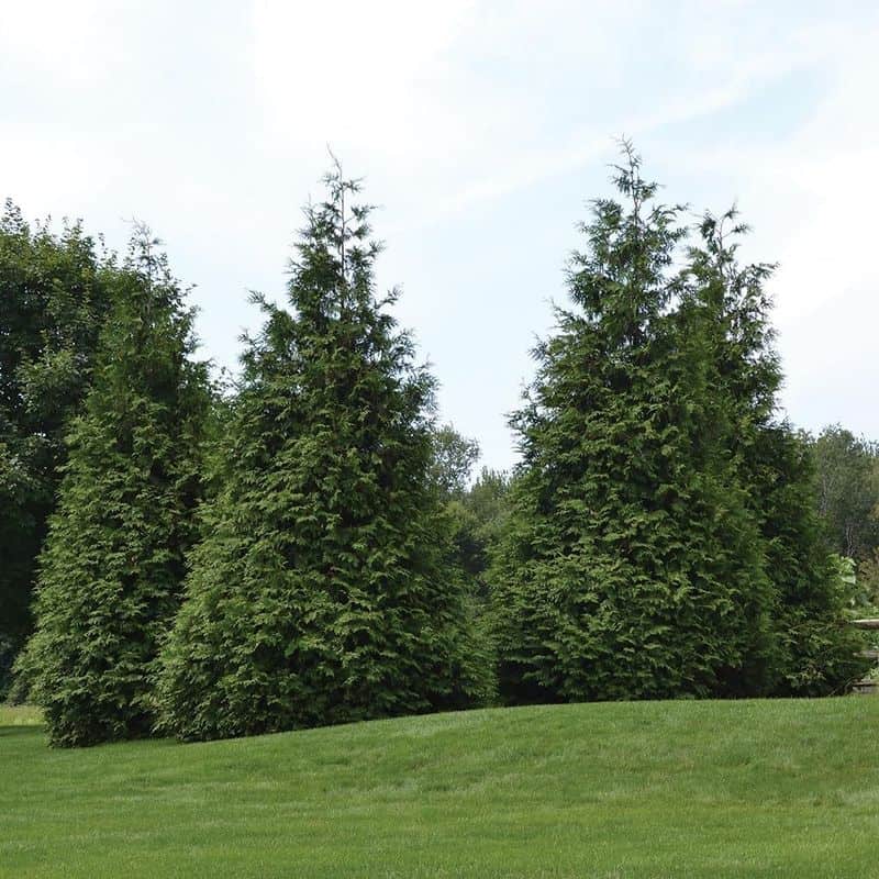 Thuja Green Giant