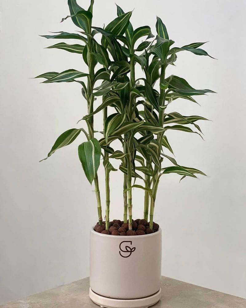 Bamboo (Dracaena sanderiana)