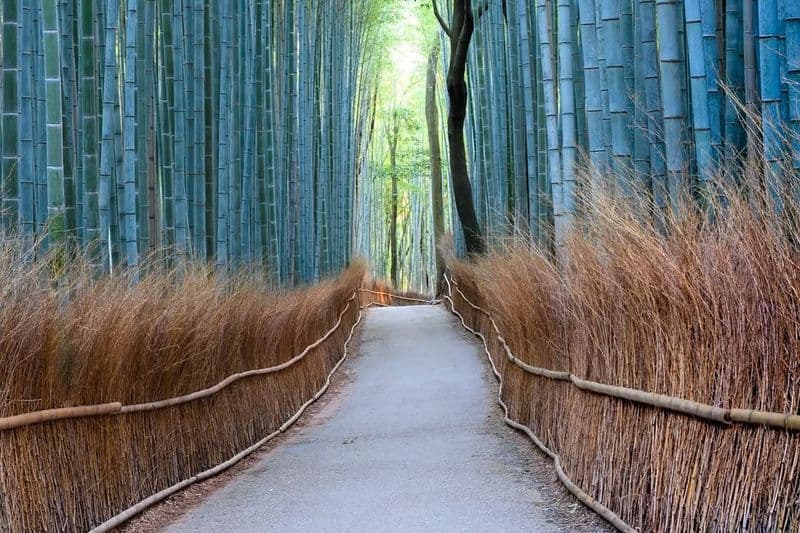 Bamboo Forest, Kyoto, Japan