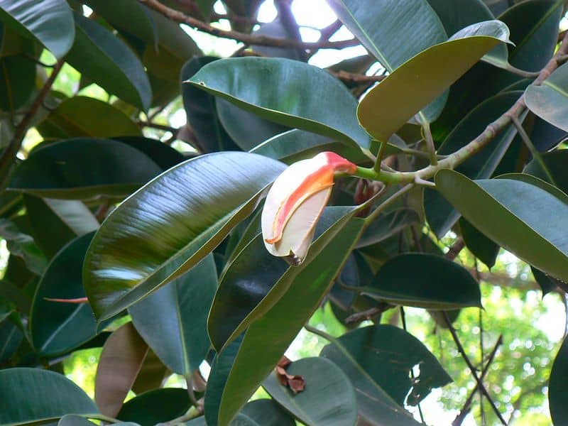 Rubber Plant