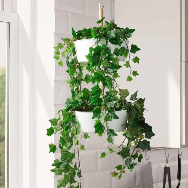English Ivy