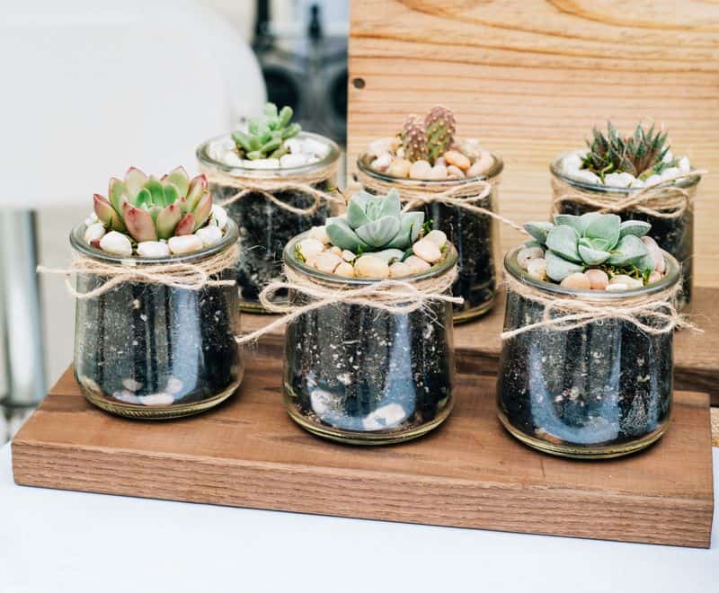 Succulents